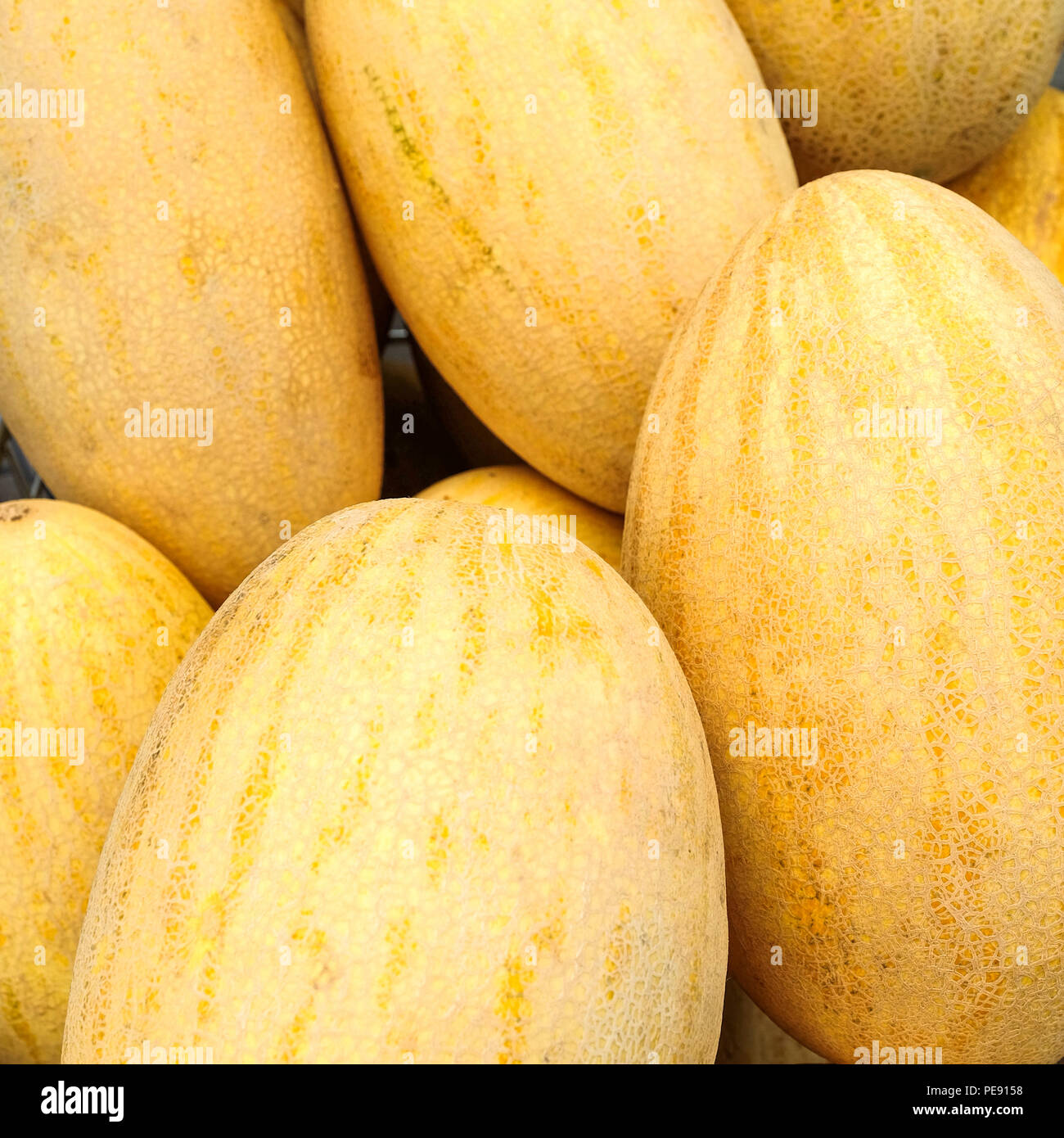 The harvest of summer, a few ripe yellow melons are one on one Stock