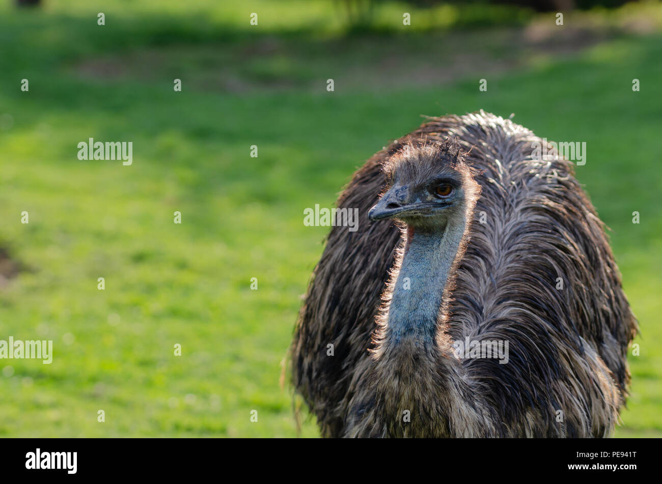 Portrait of a South American ostrich Nandu close-up Stock Photo