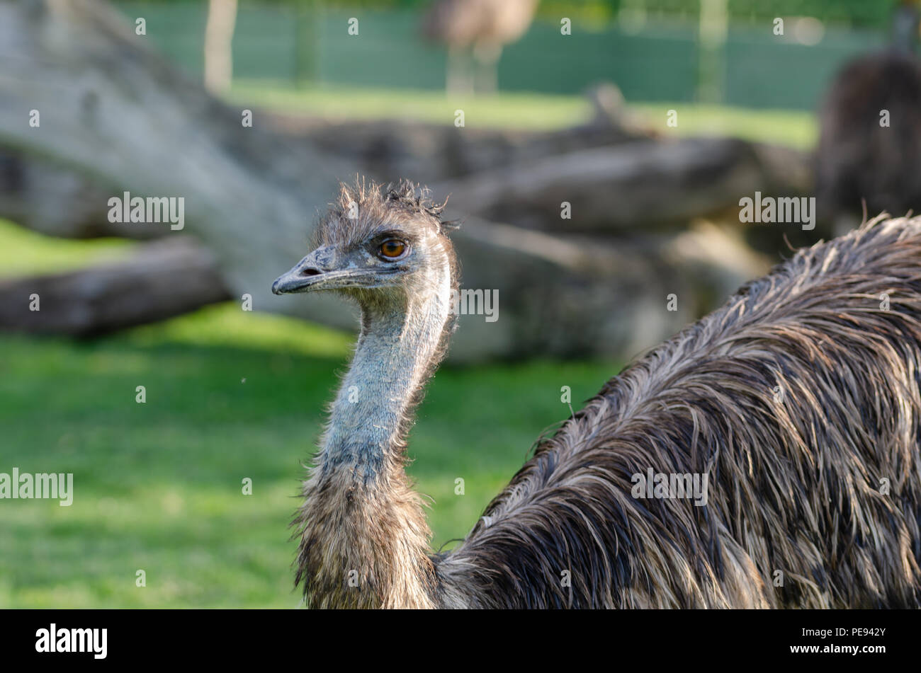 Portrait of a South American ostrich Nandu close-up Stock Photo