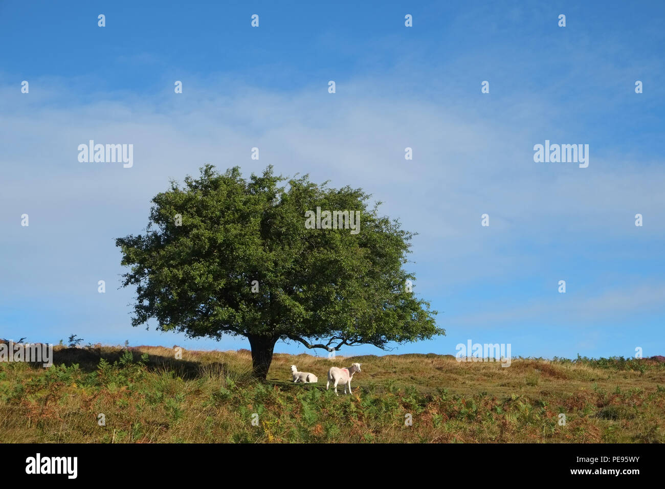 Two sheared sheep beneath an isolated hawthorn tree on Burway Hill, near  Long Mynd, Shropshire Hills, England Stock Photo