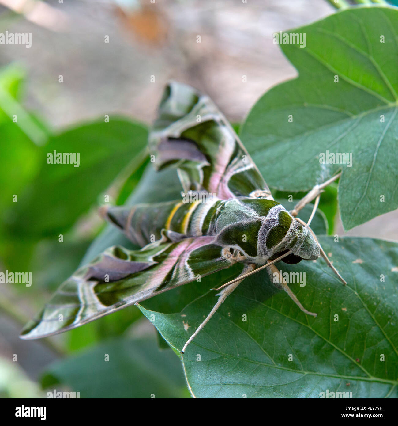 Daphnis nerii, the oleander hawkmoth or army green moth, is a moth of the family Sphingidae