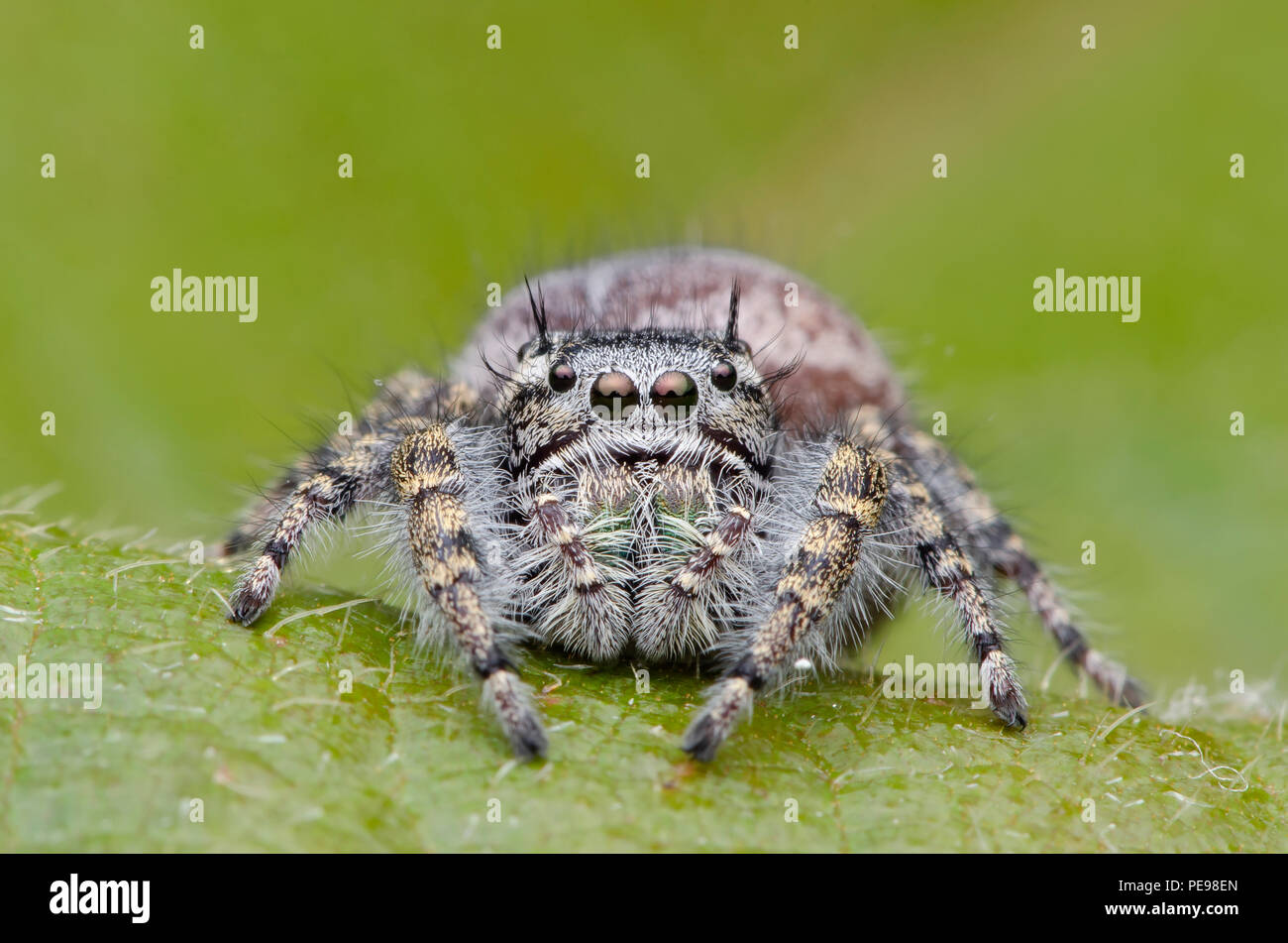 closeup jumping spider.  Phidippus asotus. Stock Photo