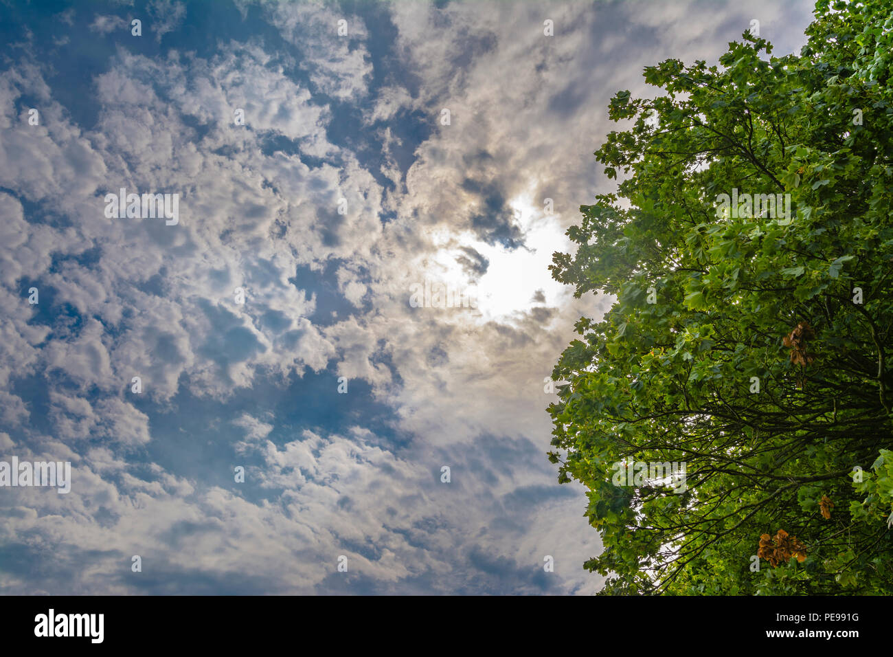 High contrast scene of blue sky with the sun trying to shine through white clouds, by a green tree, in Summer in the UK. Stock Photo