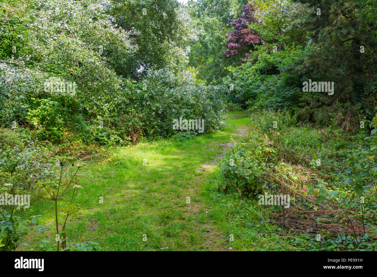 Ruby Conservation Garden, a conservation area in Mewswbrook Park with a grassy path going through it in Littlehampton, West Sussex, England, UK. Stock Photo