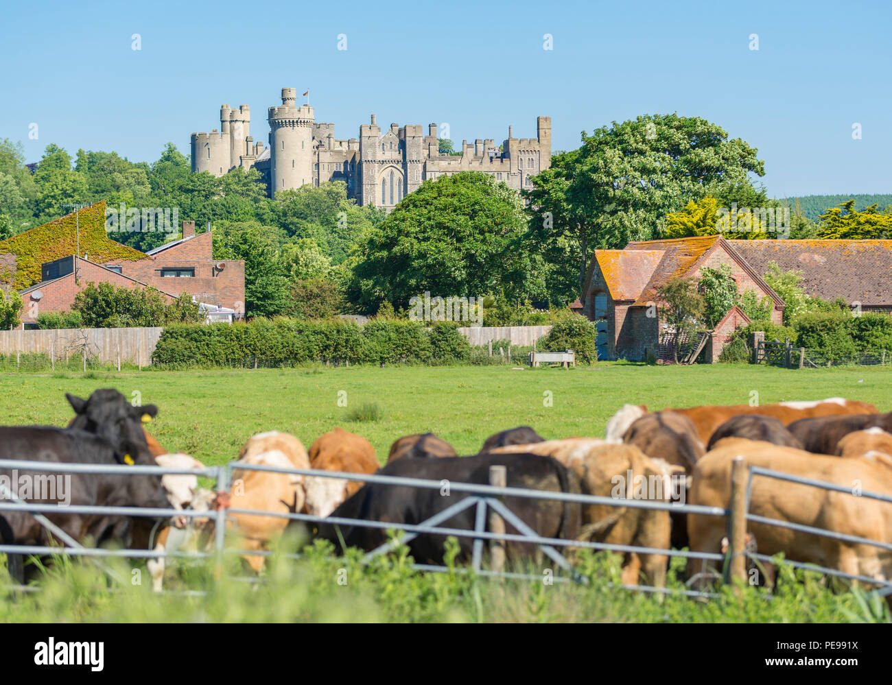 Arundel Castle in the UK countrside, from a cows field in the Arun Valley in Arundel, West Sussex, England, UK. British castle. Castle UK. Stock Photo