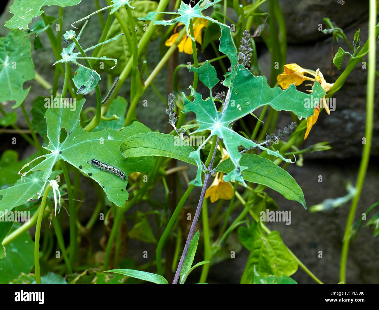 Devastated Nasturtium leaves with Cabbage white catterpillars feeding at Heather Cottage. Problems. gardenin (Phase One. P45+ with120mm and 55mm tube) Stock Photo
