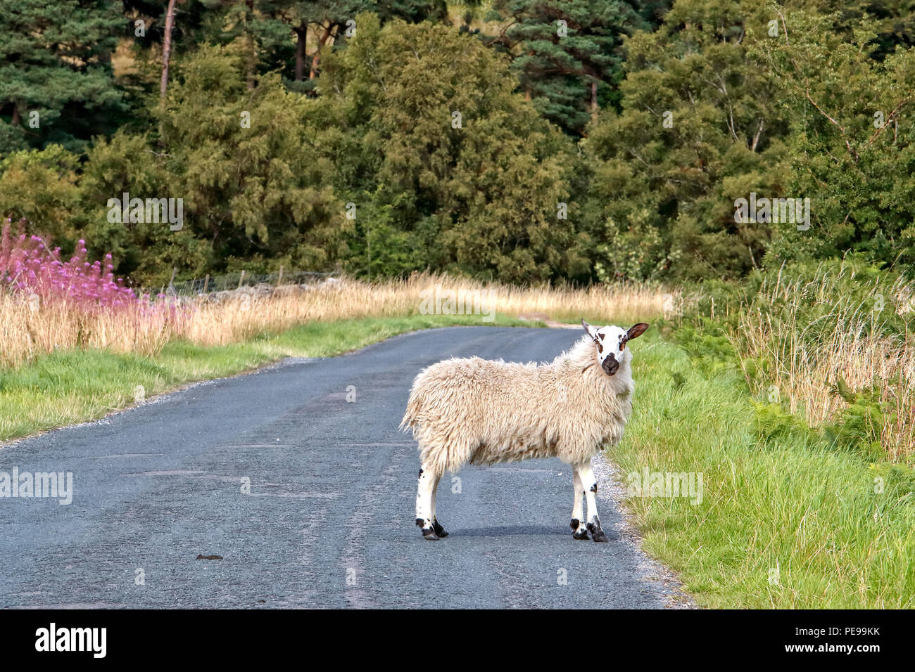 A sheep loose on a country lane in Nidderdale North Yorkshire Stock Photo