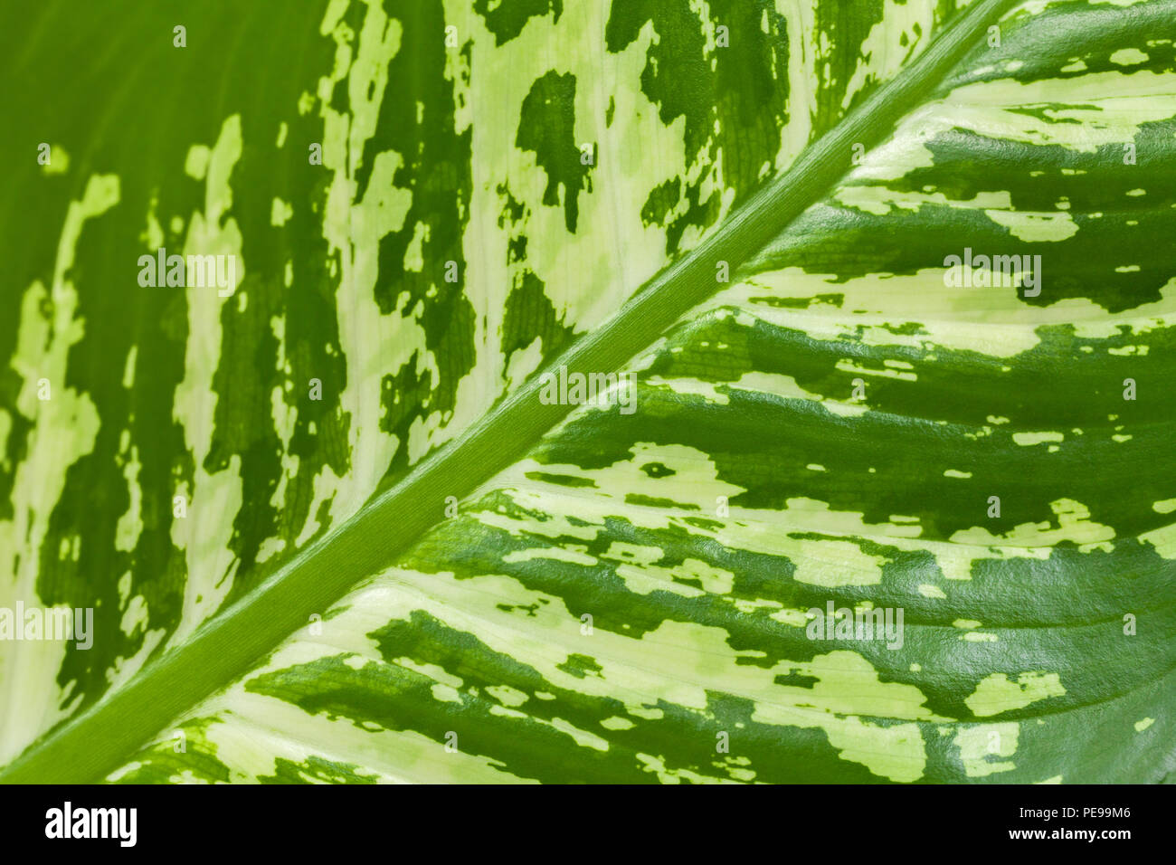 Texture of a large tropical green leaf with white spots, macro. Nature