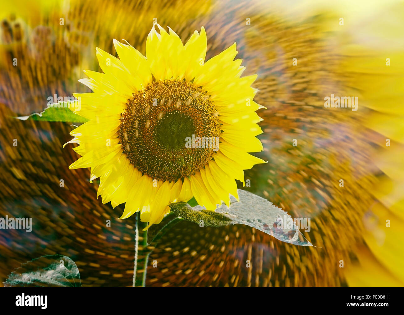sunflower spinning Stock Photo