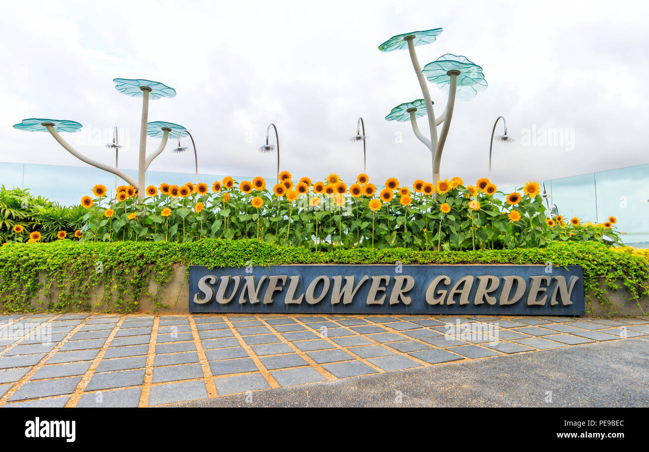 singapore - july 26, 2018: the sunflower garden at singapore changi