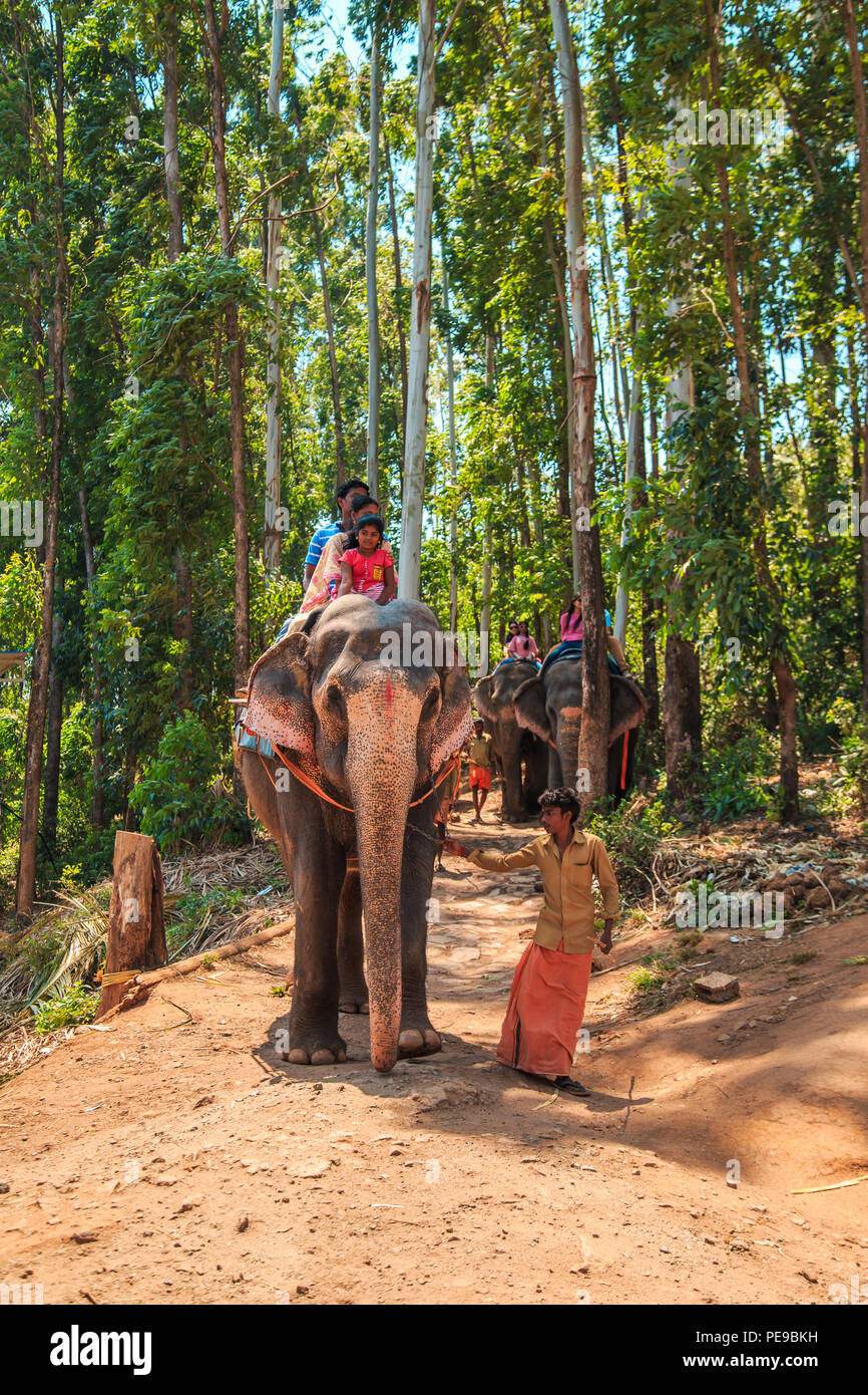 Traditional elephant riding in the Indian jungle. Munnar, Kerala, South ...