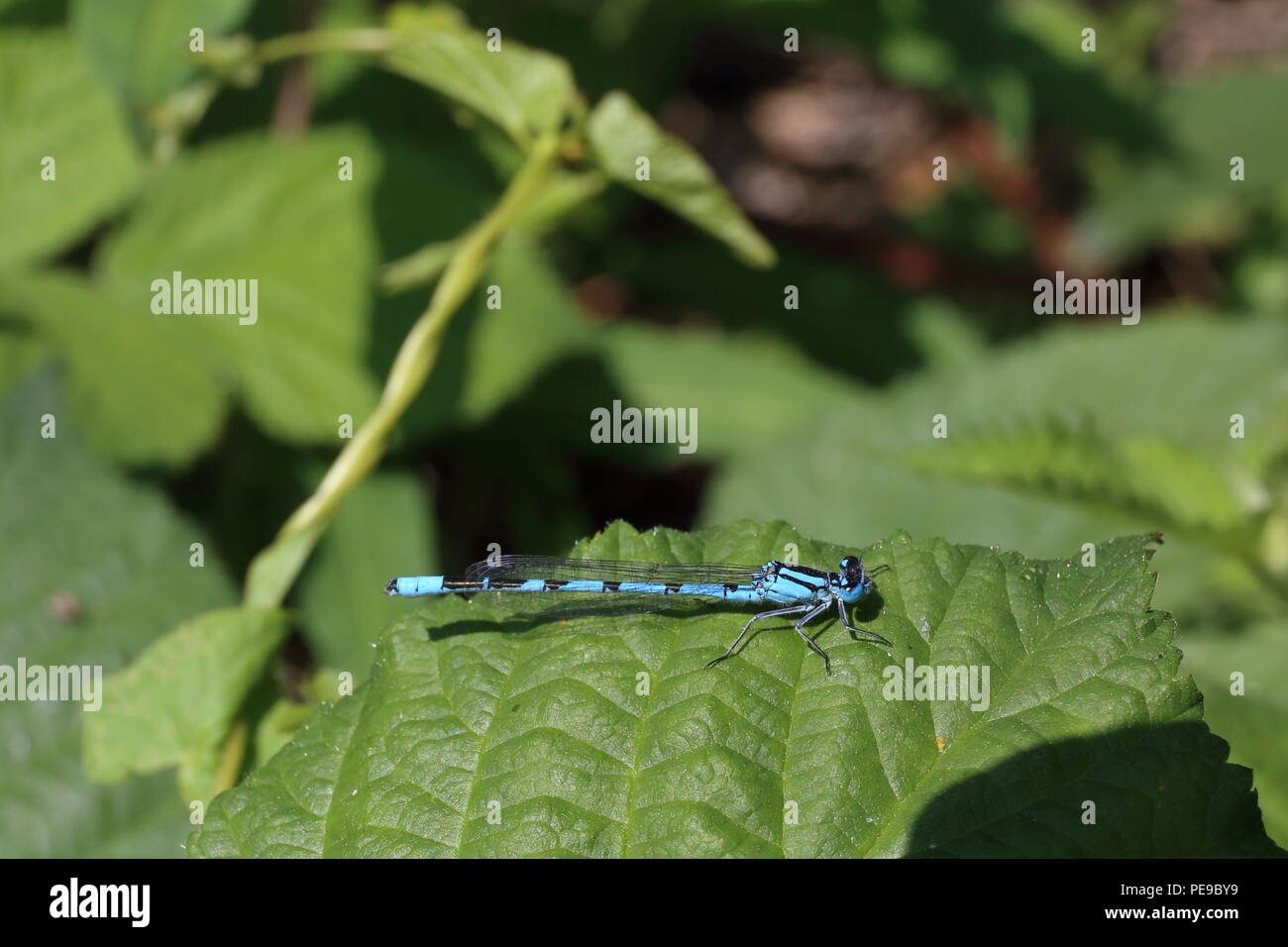 Beautiful, vivid blue Damselfly resting on a leaf Stock Photo - Alamy