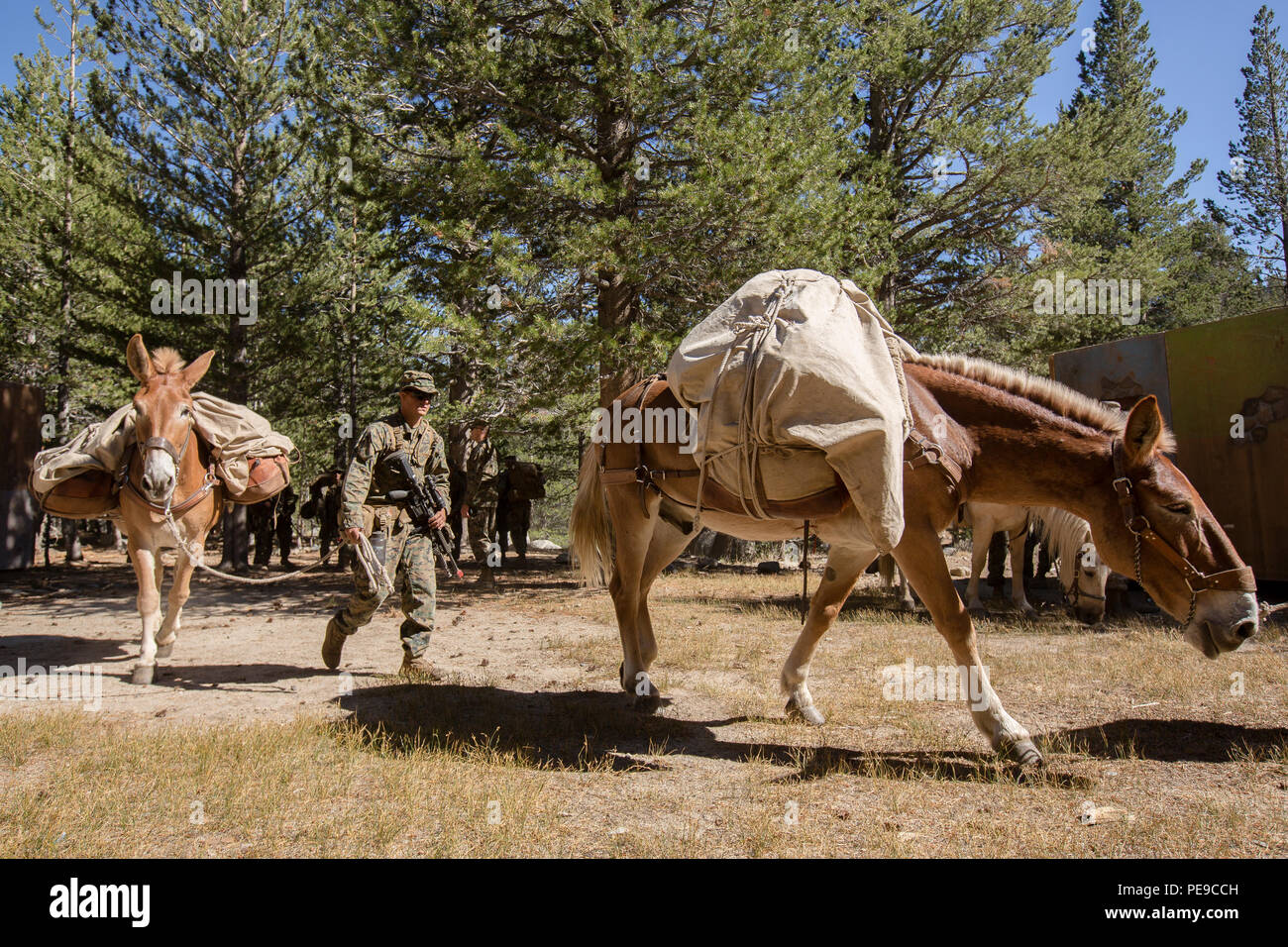 Packing mules hi-res stock photography and images - Alamy