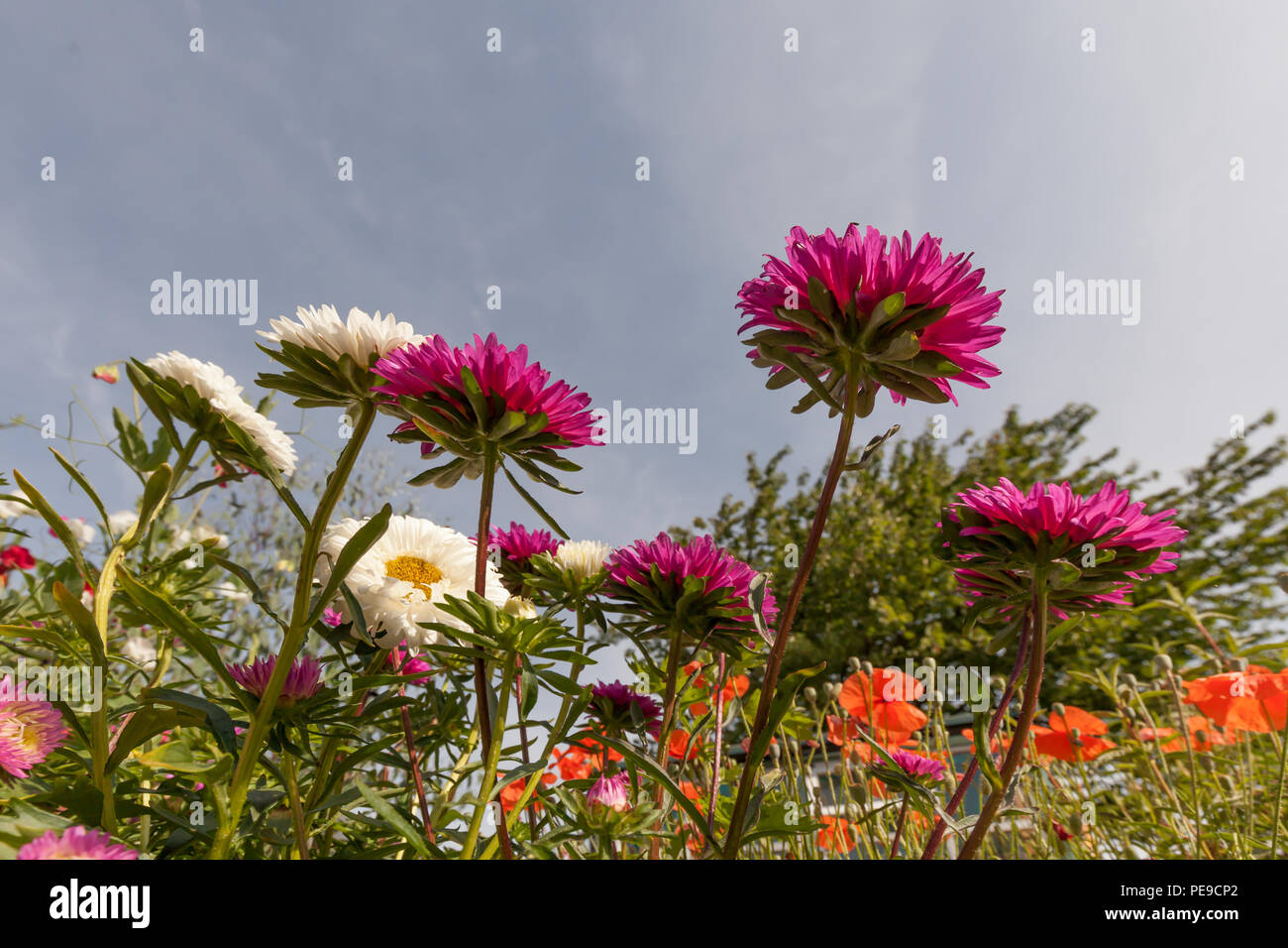 aster, flower, garden Stock Photo