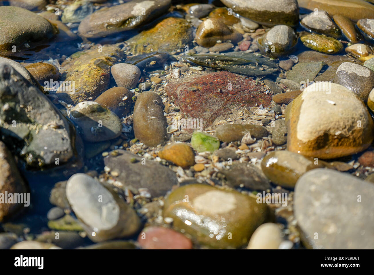 close up view of several rocks at river shore in summer Stock Photo - Alamy