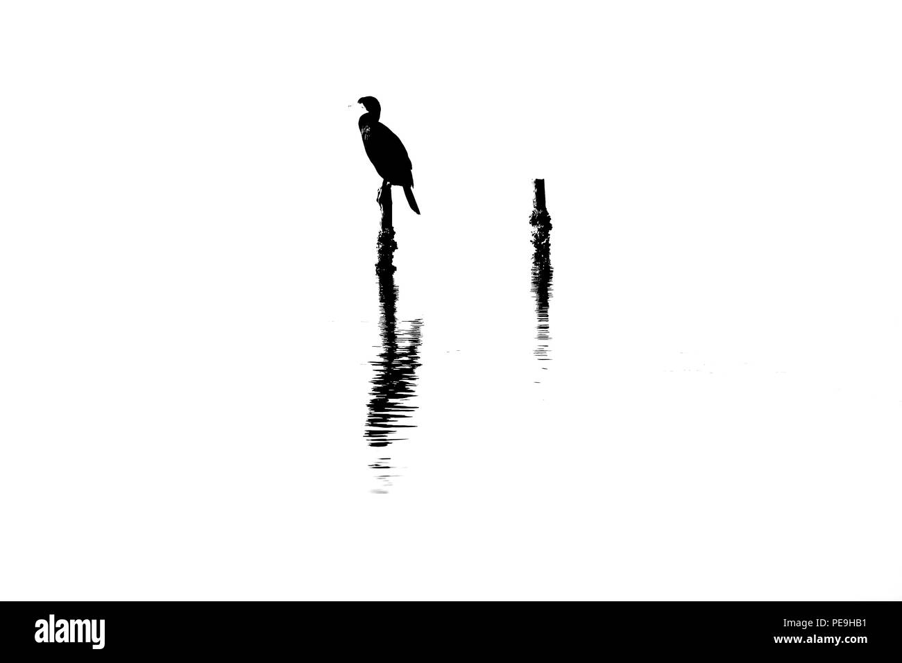 Cormorant into the Lake of Fogliano, National Park of Circeo,during a foggy day. Stock Photo