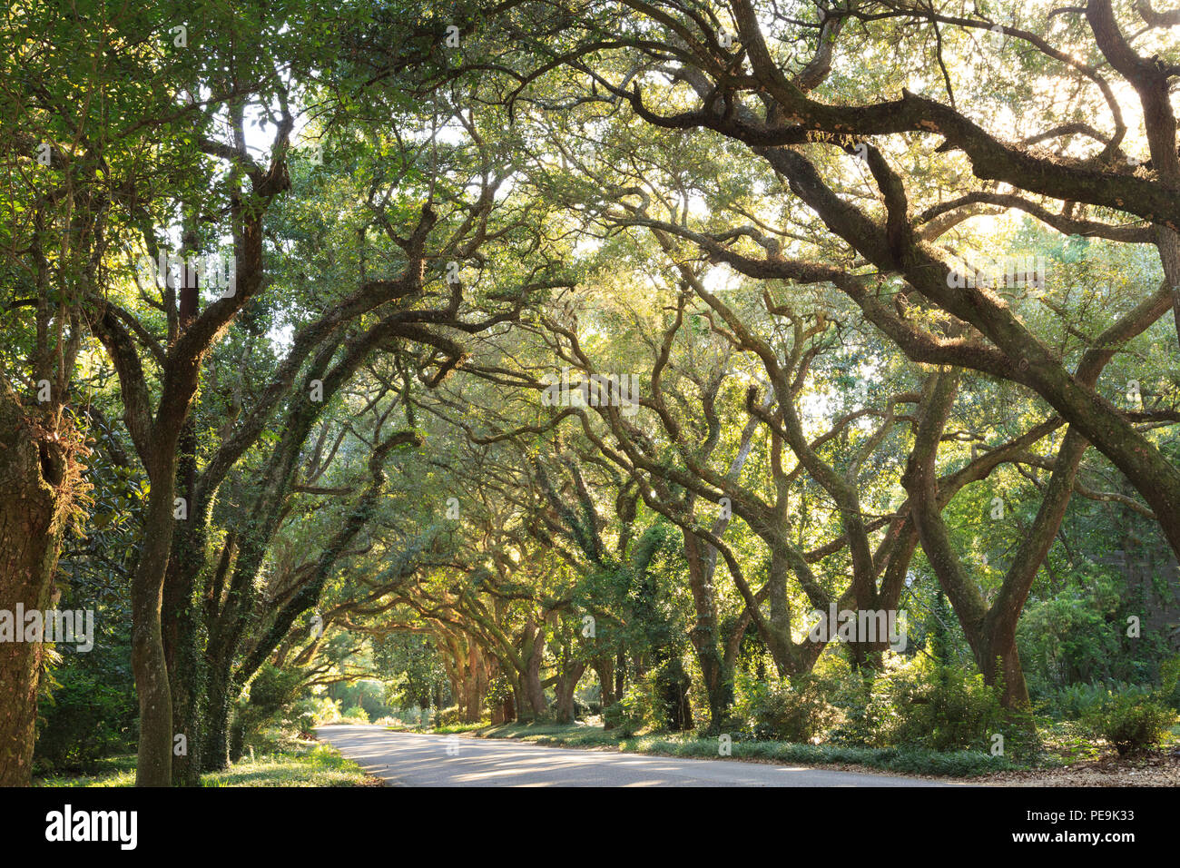 Hundred-Year Old Live Oak allee over road, Magnolia Springs, Alabama, USA Stock Photo