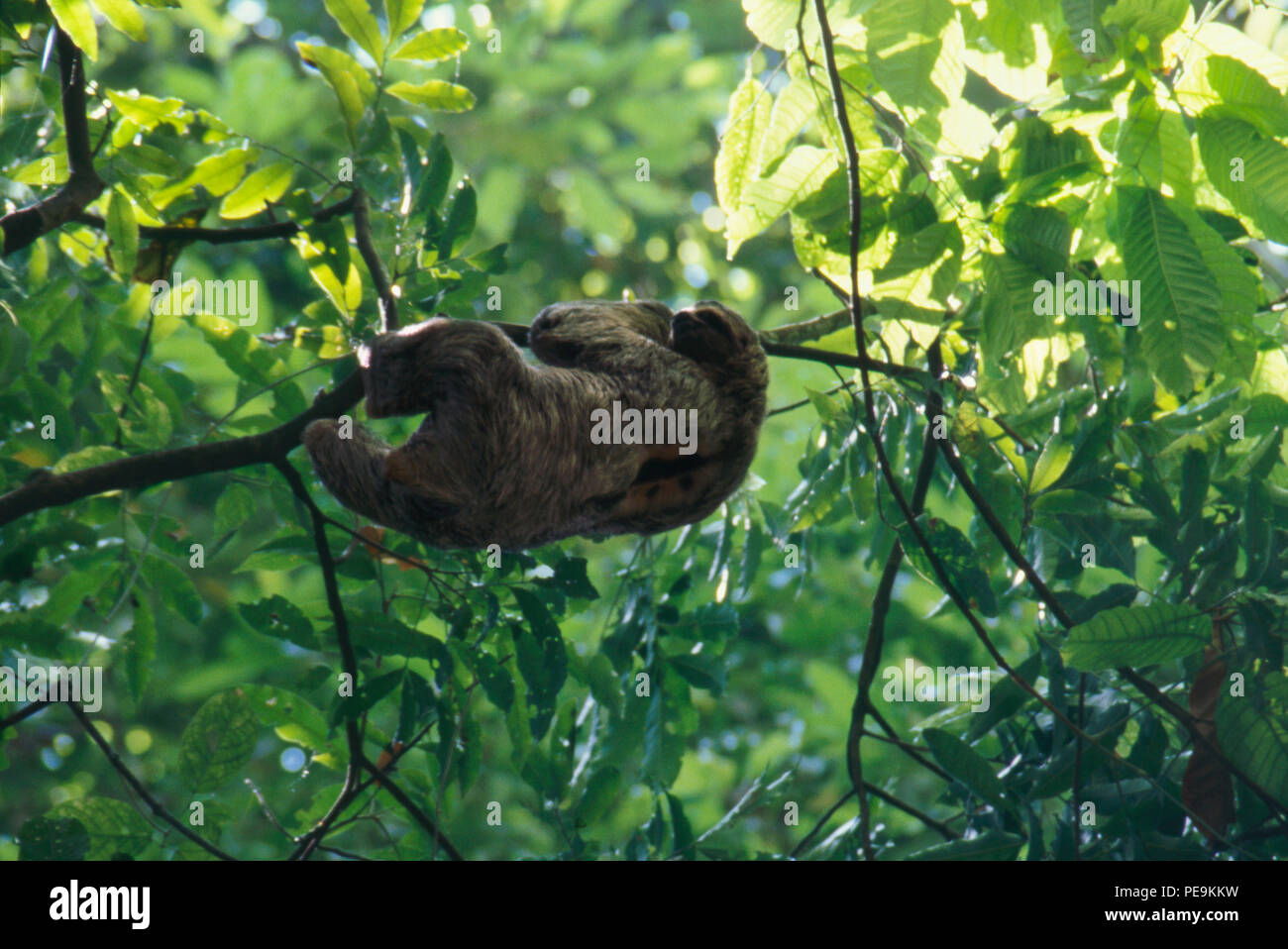 Wild sloth, Manuel Antonio National Park, Costa Rica. Photograph Stock Photo
