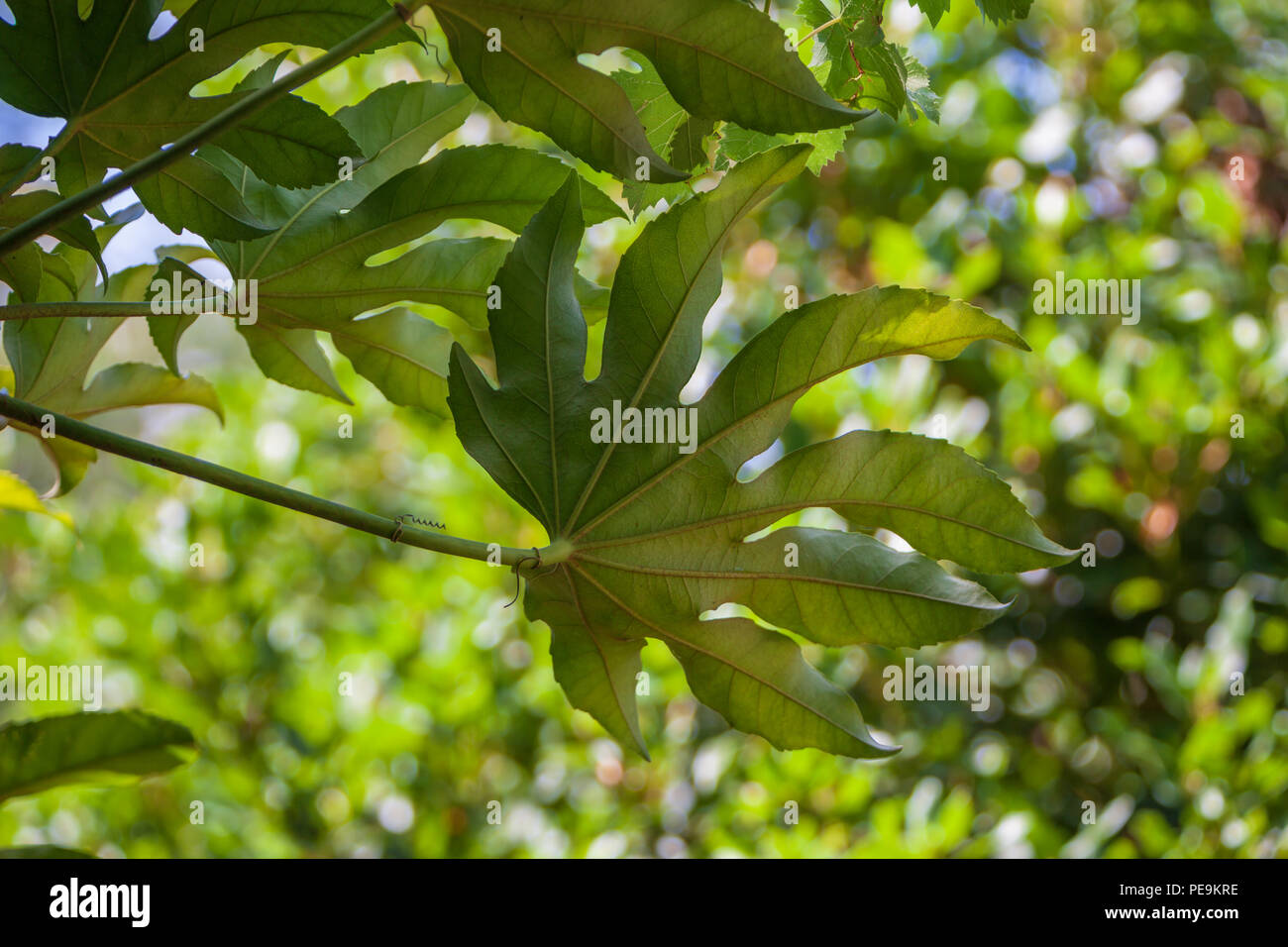 fatsia japonica leaf unerside Stock Photo