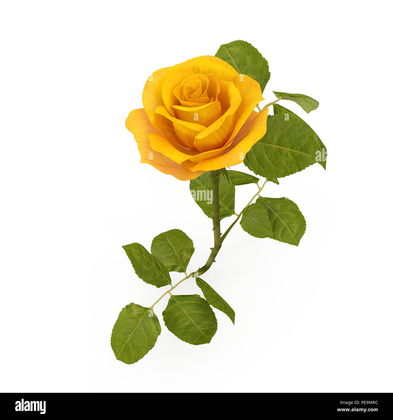 Single beautiful yellow rose isolated on white. 3D illustration Stock Photo  - Alamy, image size:1300x1390
