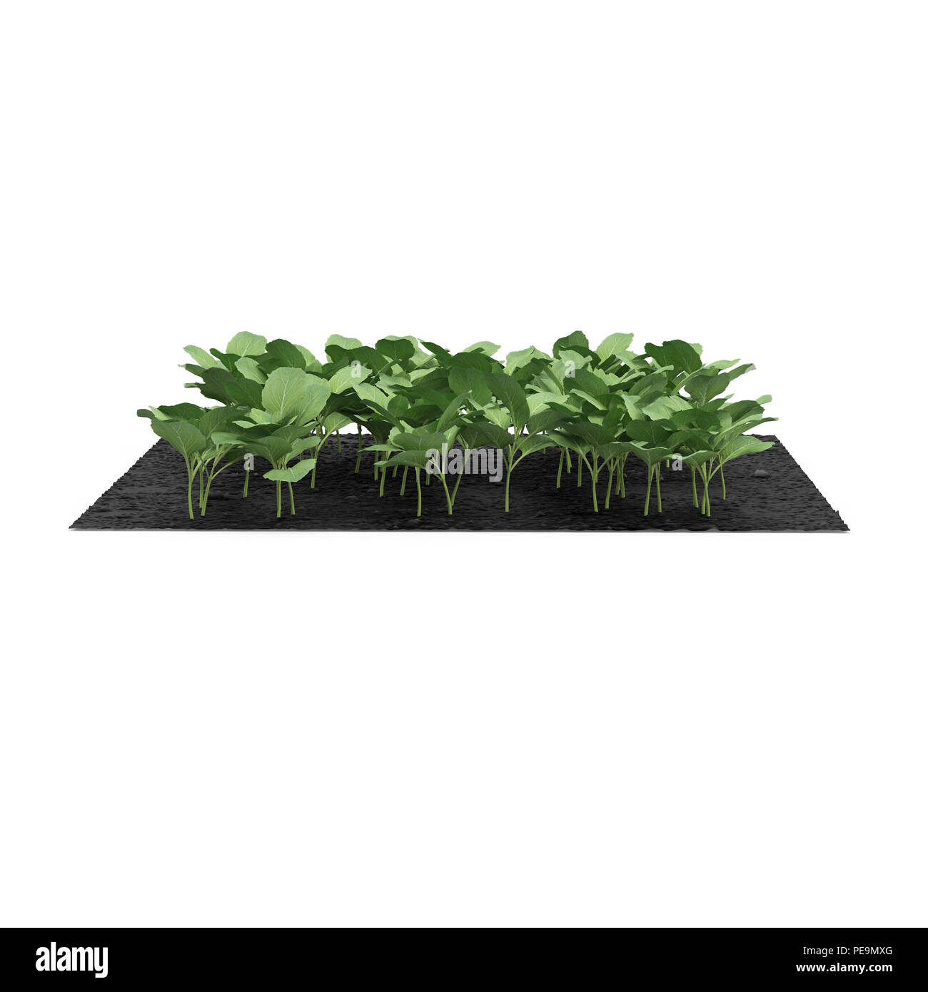 Cabbage planting : 335 581 images, photos de stock, objets 3D et images  vectorielles
