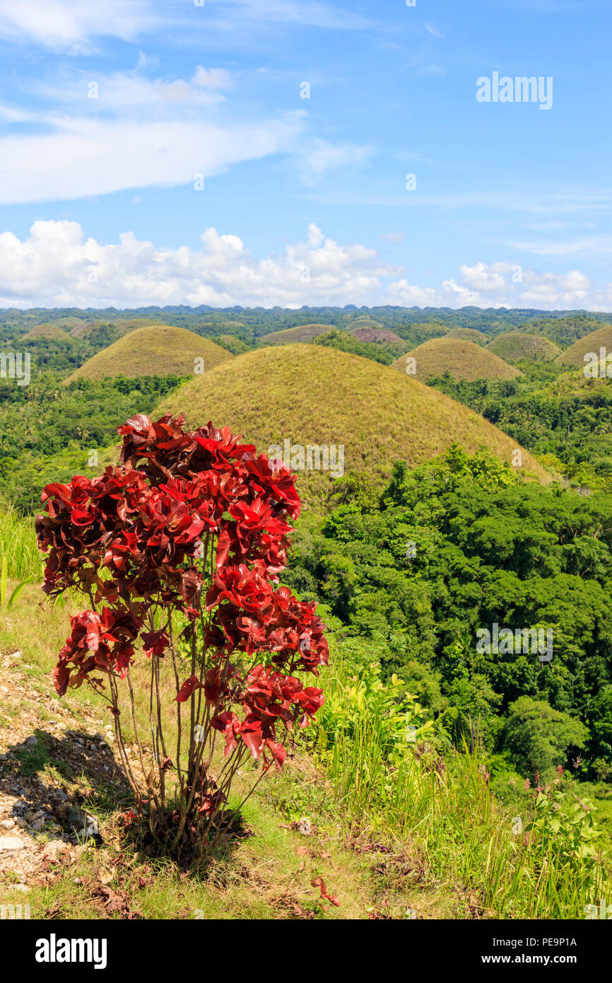 Chocolate Hills in Bohol, Philippines Stock Photo Alamy