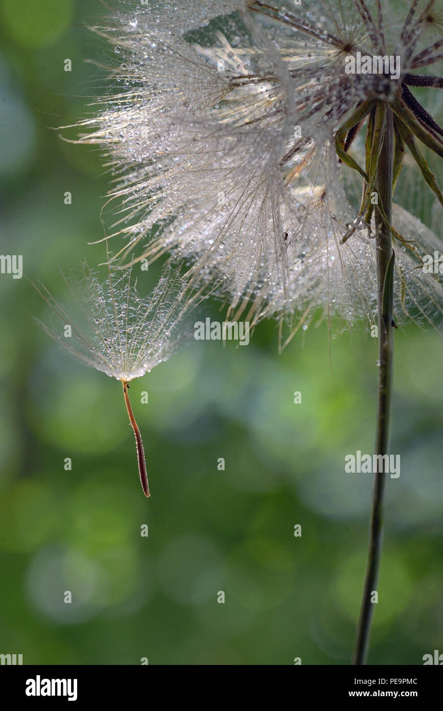 Macro Dew drops on a dandelion seed Stock Photo