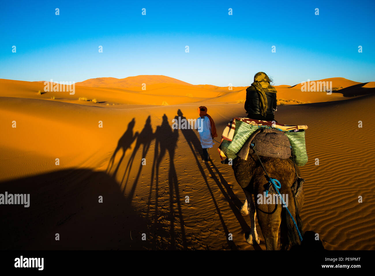 Tourist is riding a camel in caravan over the sand dunes in Sahara desert with strong camel shadows on a sand Stock Photo