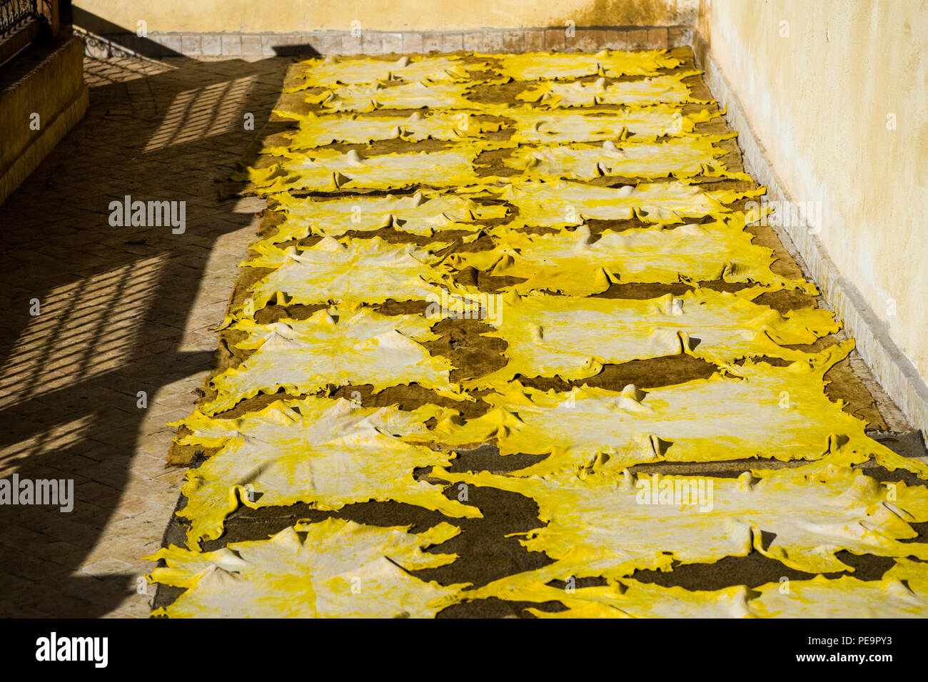 Yellow colored animal skin drying after treatment in leather tannery Stock Photo