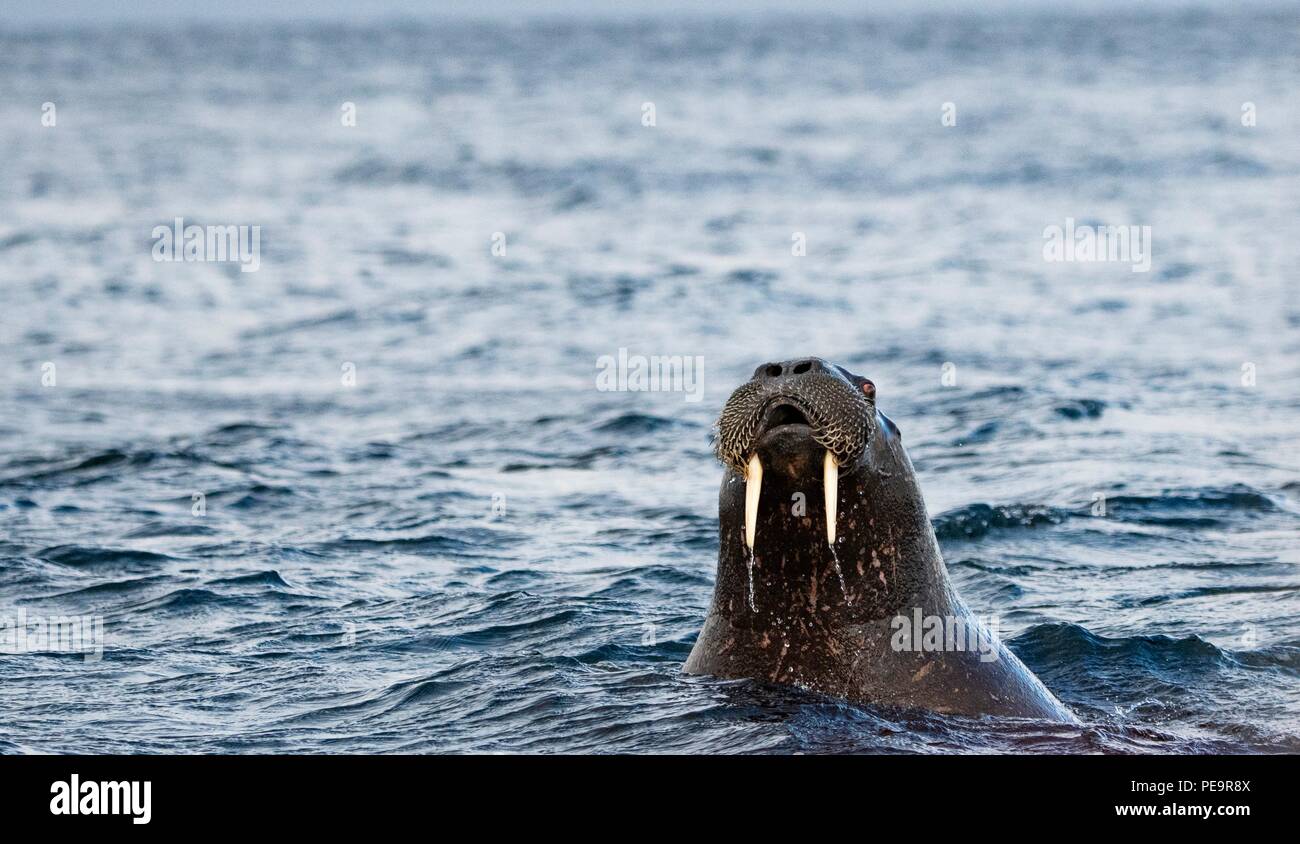 walrus coming to investigate the zodiak boat swimming out from land  and appearing in the artic sea around Stock Photo