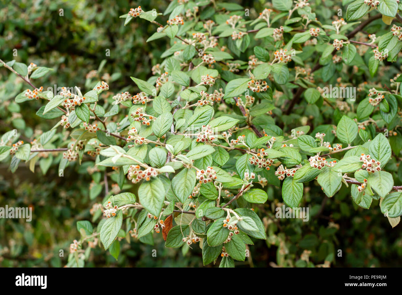 Cotoneaster Hybridus Pendulus tree in the summer season, Dorset, UK Stock Photo