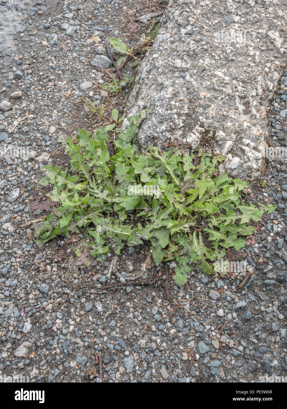 Weeds growing in gravel hires stock photography and images Alamy