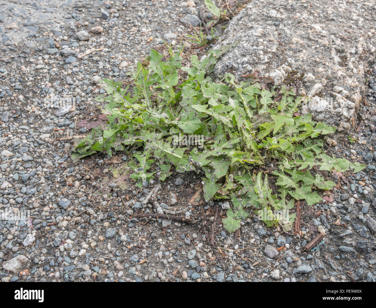 Weeds growing out of kerbside / roadside pavement cracks in urban surroundings. Metaphor weedkiller Roundup / Glyphosate, plants growing in cracks. Stock Photo