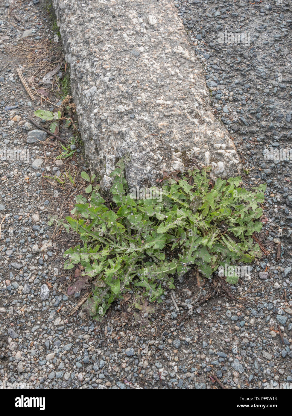 Weeds growing out of kerbside / roadside pavement cracks in urban surroundings. Metaphor weedkiller Roundup / Glyphosate, plants growing in cracks. Stock Photo