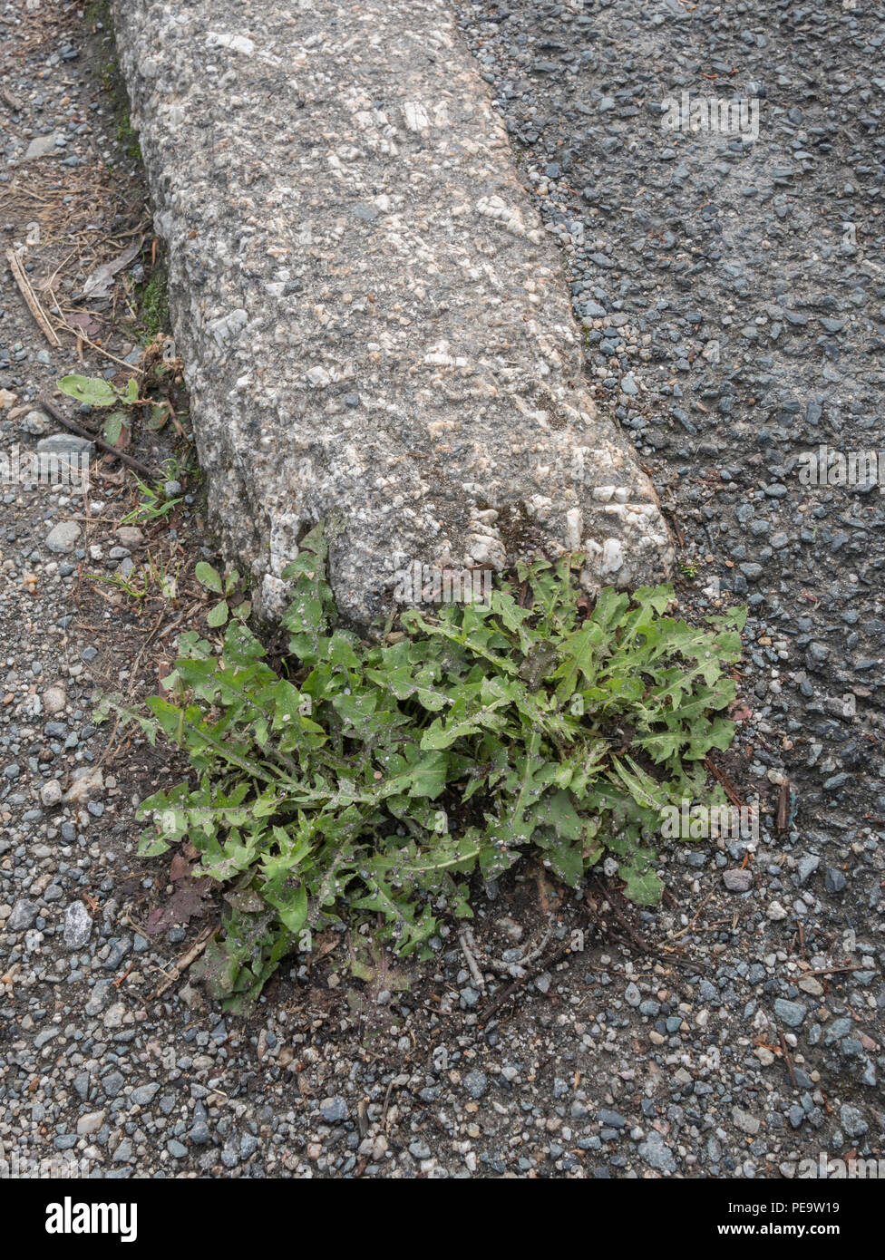 Weeds growing out of kerbside / roadside pavement cracks in urban surroundings. Metaphor weedkiller Roundup / Glyphosate, plants growing in cracks. Stock Photo