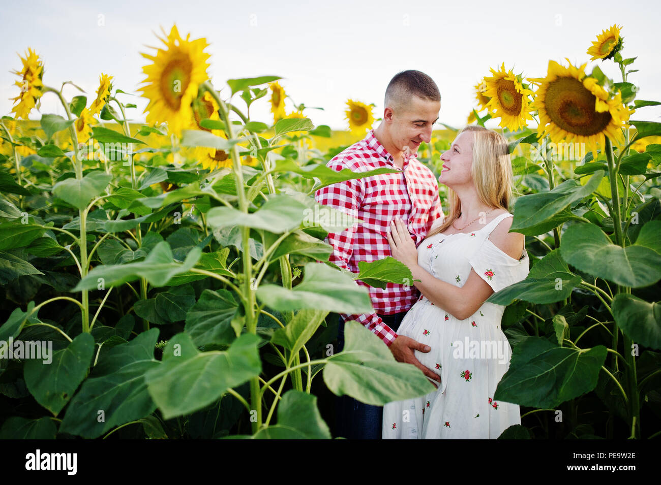 Pregnant couple in sunflowers field. Happy moments of pregnancy Stock