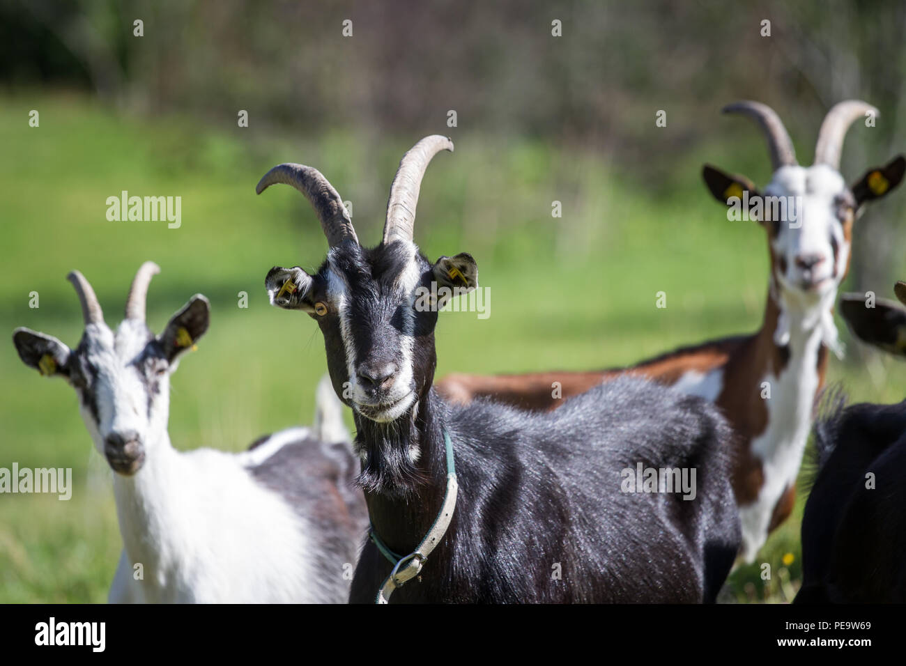 Mountain goats (Capra aegagrus hircus) Stock Photo