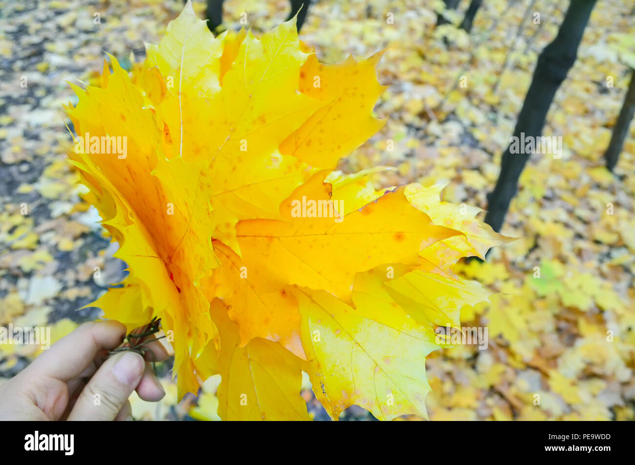 A small bouquet of yellow maple leaves in the hand against the background of autumn fallen leaves. Stock Photo