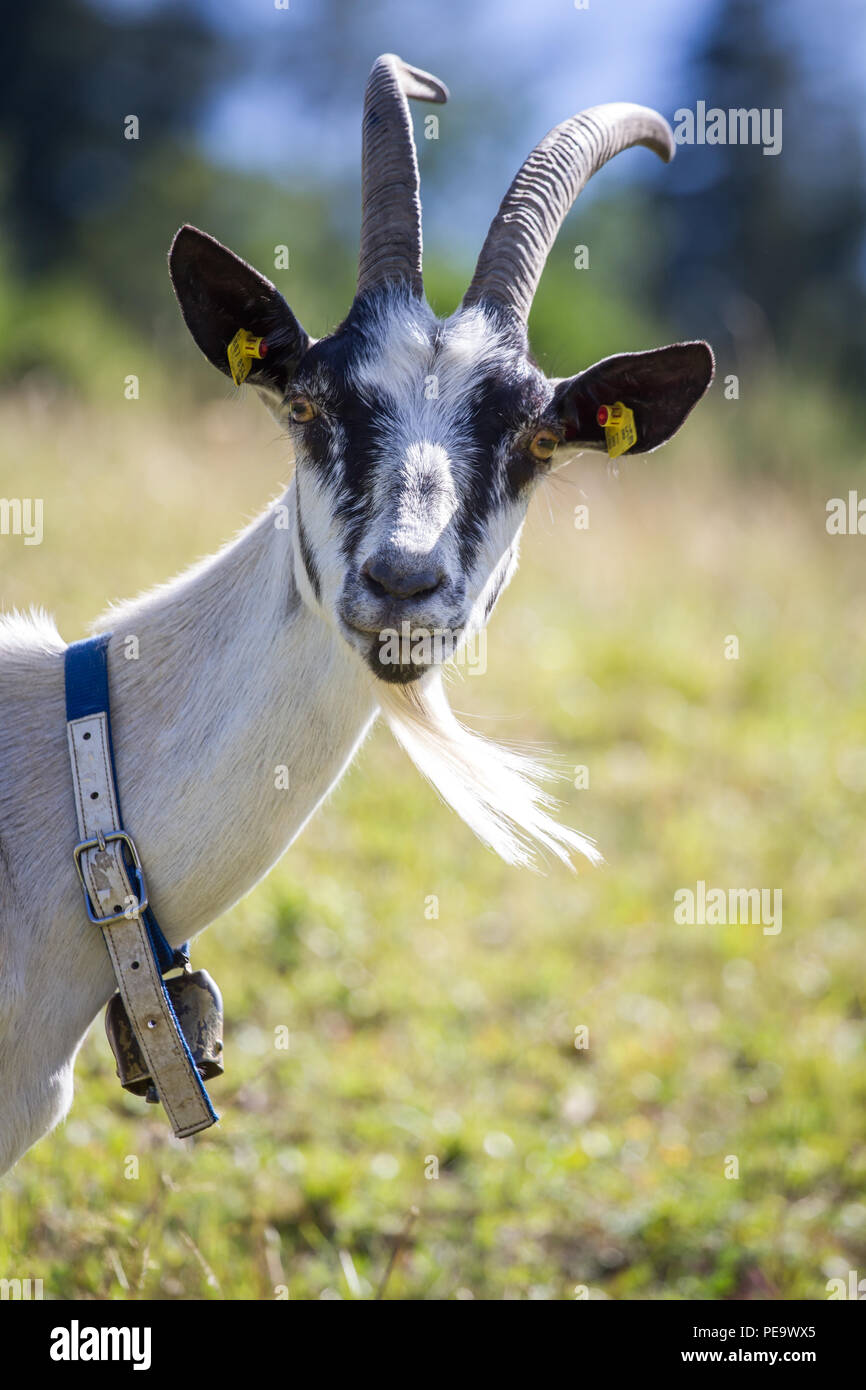 Peacock Goat,  Pfauenziege (Capra aegagrus hircus) Stock Photo