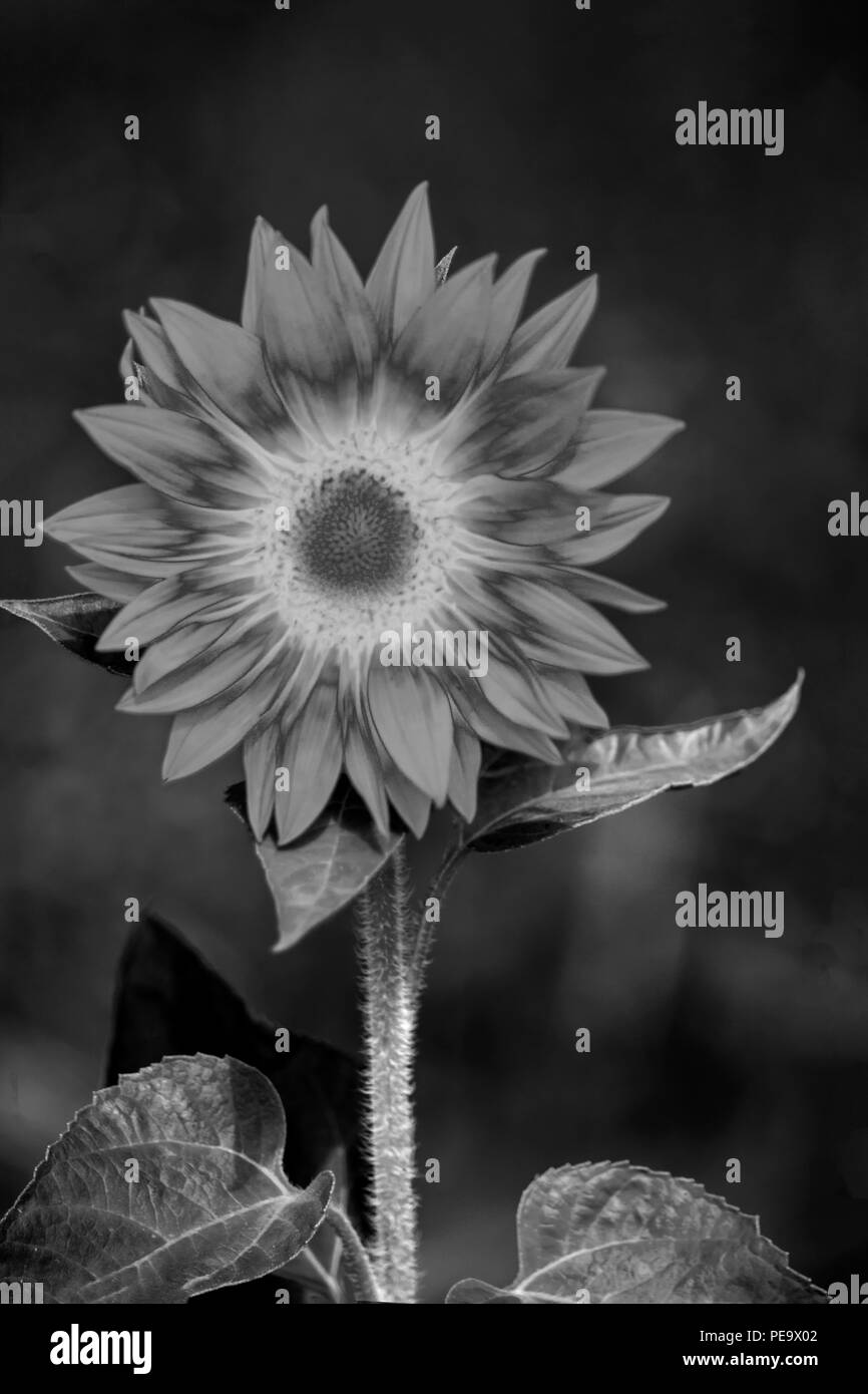 Sunflower wall Black and White Stock Photos & Images - Alamy
