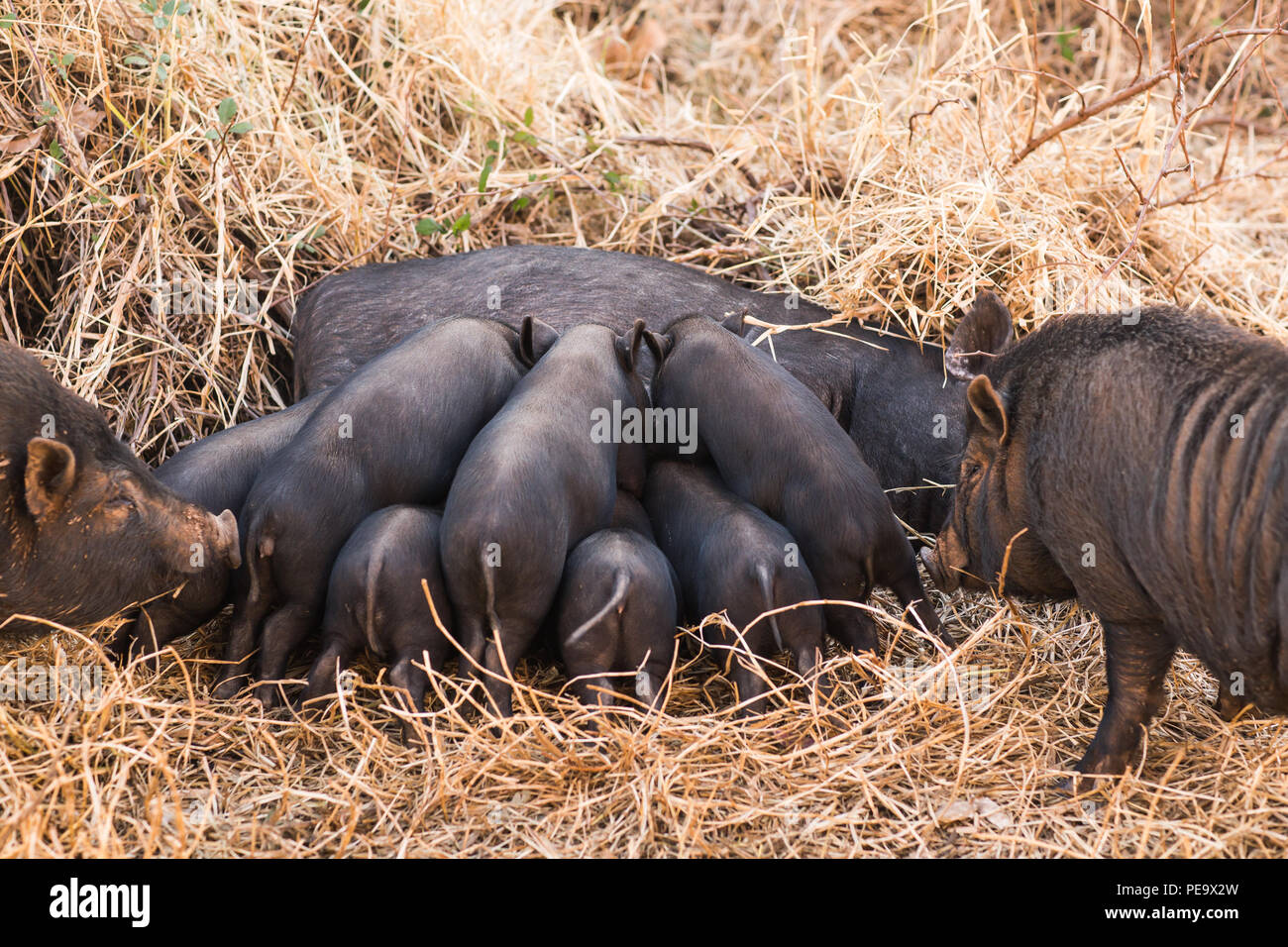 Wild boar piglets drink milk from her mother Stock Photo