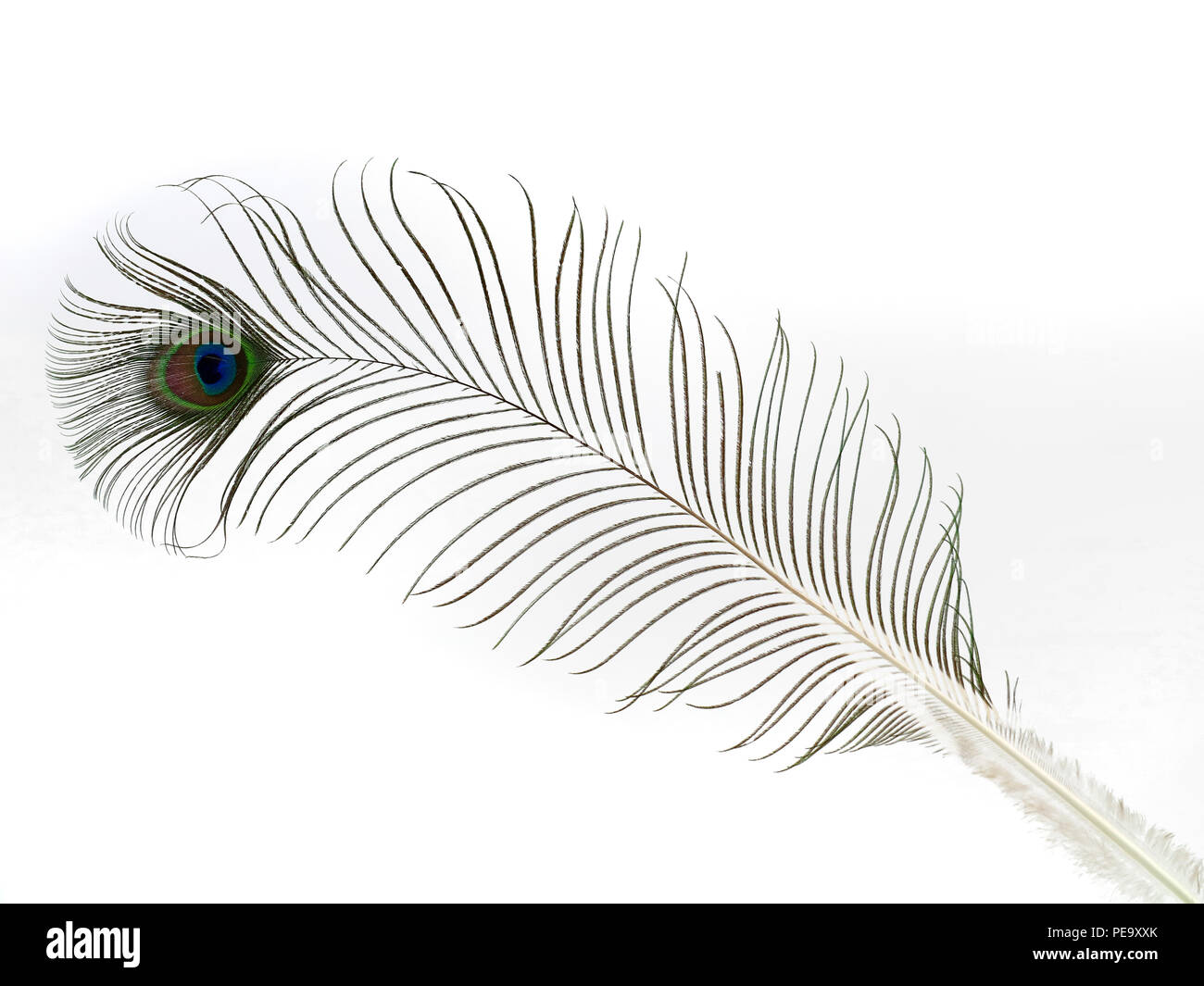 single peacock feather isolated on white background Stock Photo