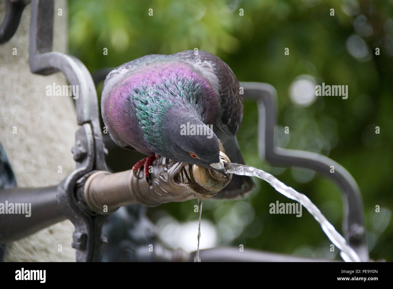 Pigeon drinking from a well Stock Photo