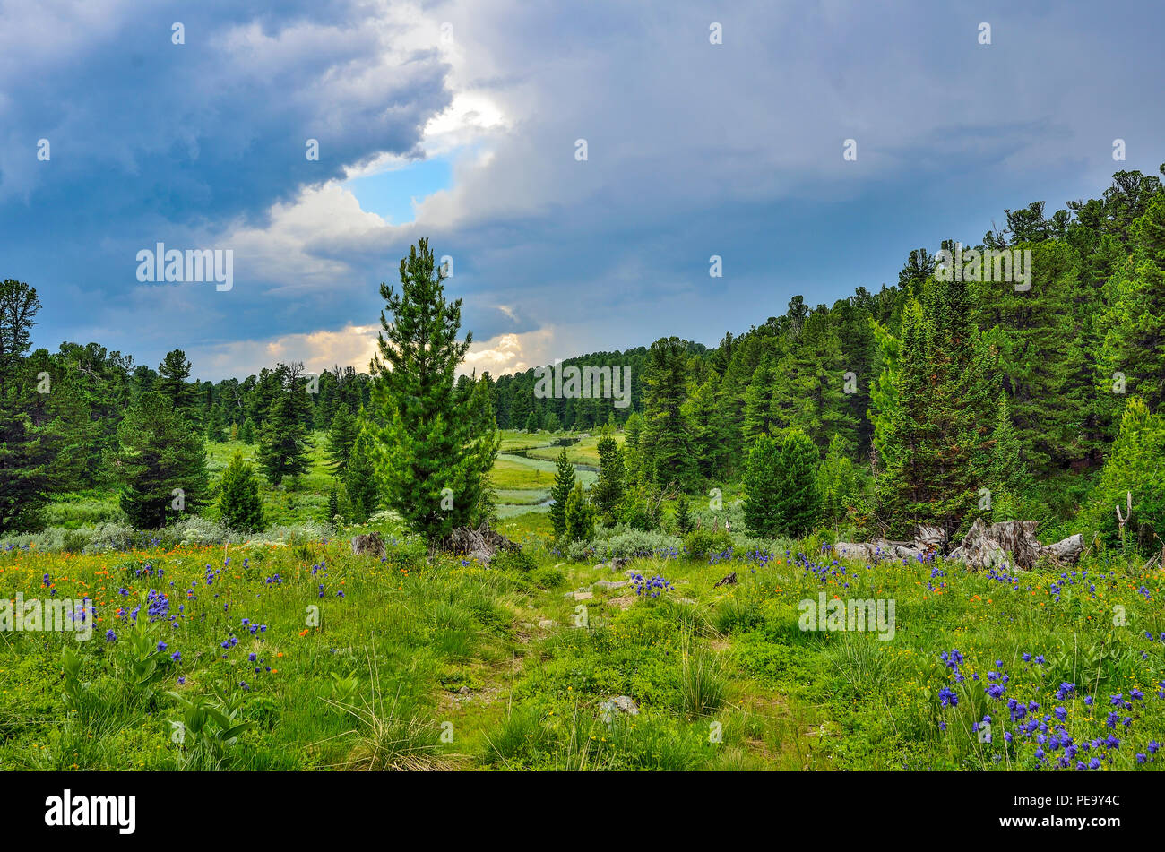 Beautiful summer landscape in Altai mountains, Russia, with crystal creek, blooming alpine meadow with multicolored wild flowers and coniferous forest Stock Photo