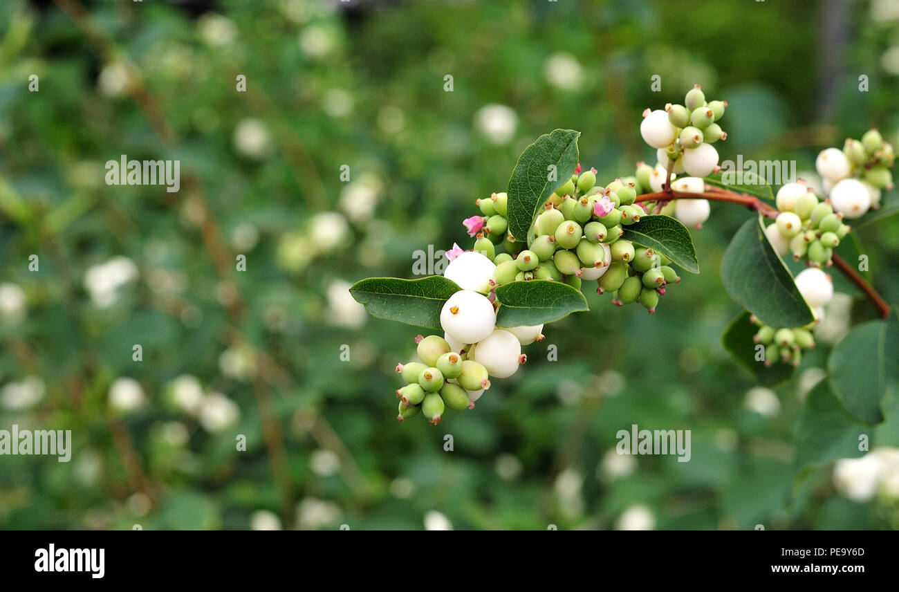 White Svidina - Poisonous White Berries And Green Bush Leaves Stock Photo,  Picture and Royalty Free Image. Image 83475912.
