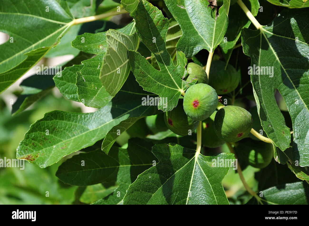 branch of a fig tree with lobed leaves and green ripening fruits Stock
