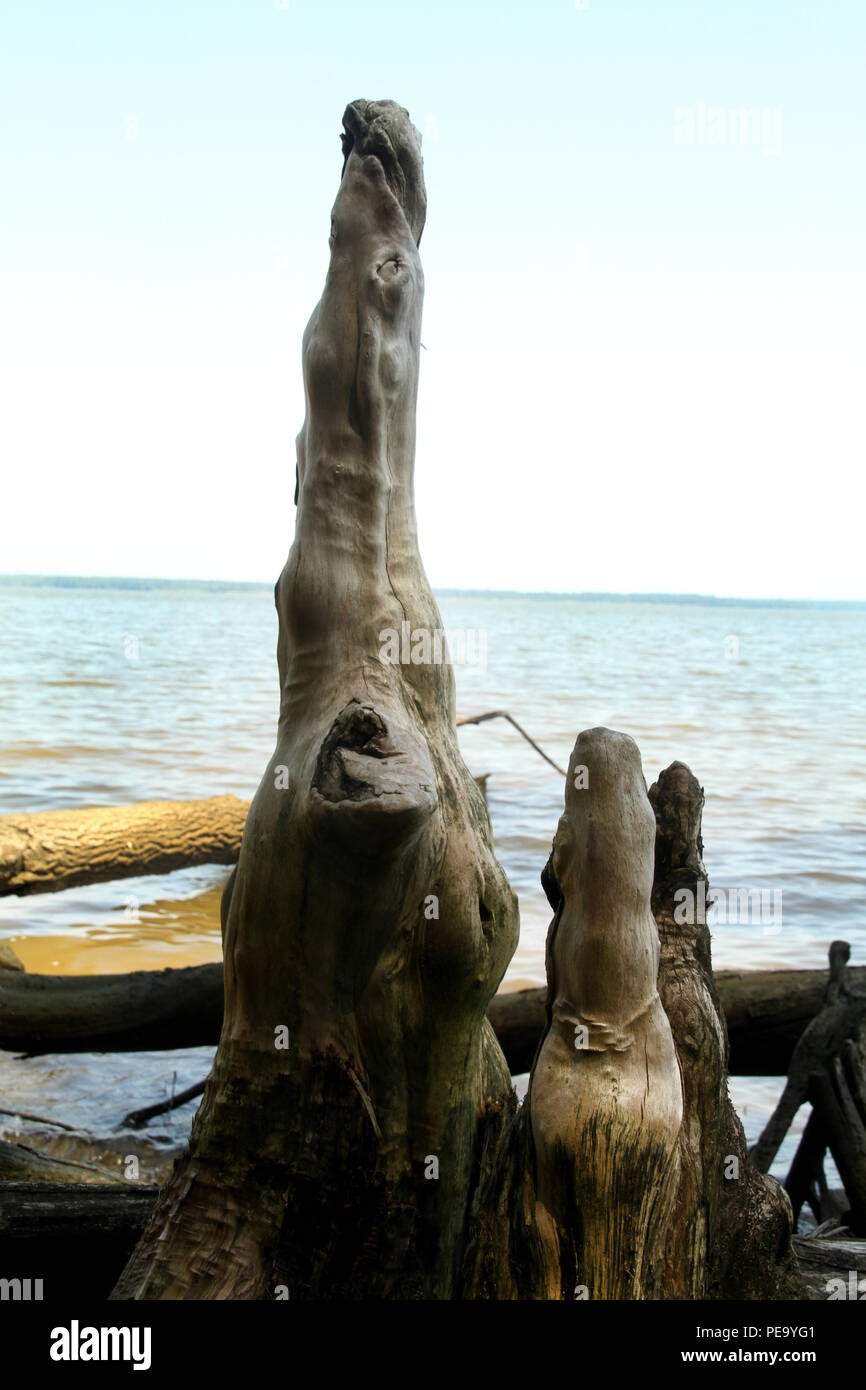 Bald Cypress' knees on the shore of James River, VA, USA Stock Photo