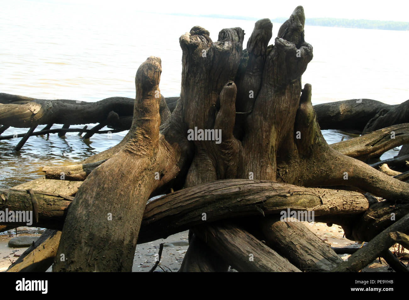 Bald cypress knees on the shore of James River at Chippokes Plantation State Park, Virginia Stock Photo