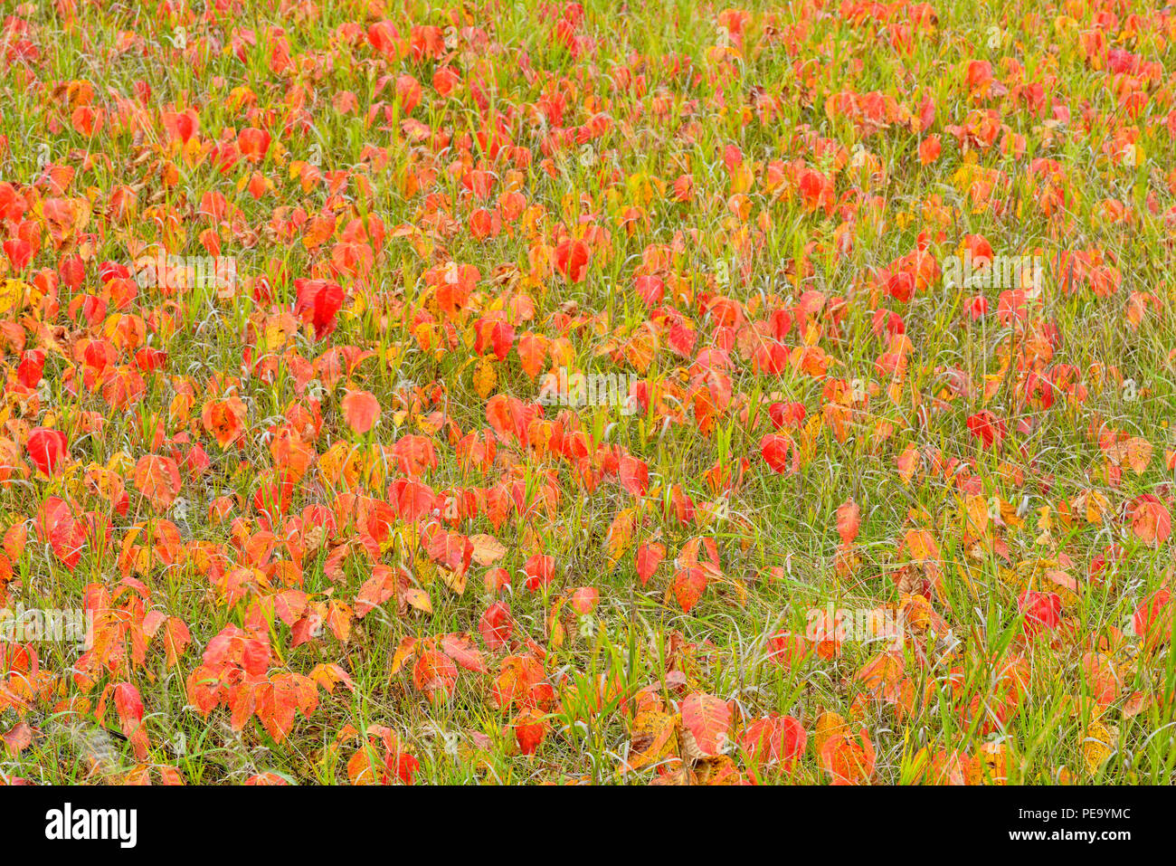 Poison ivy in autumn colour, Cass Lake, Minnesota, USA Stock Photo