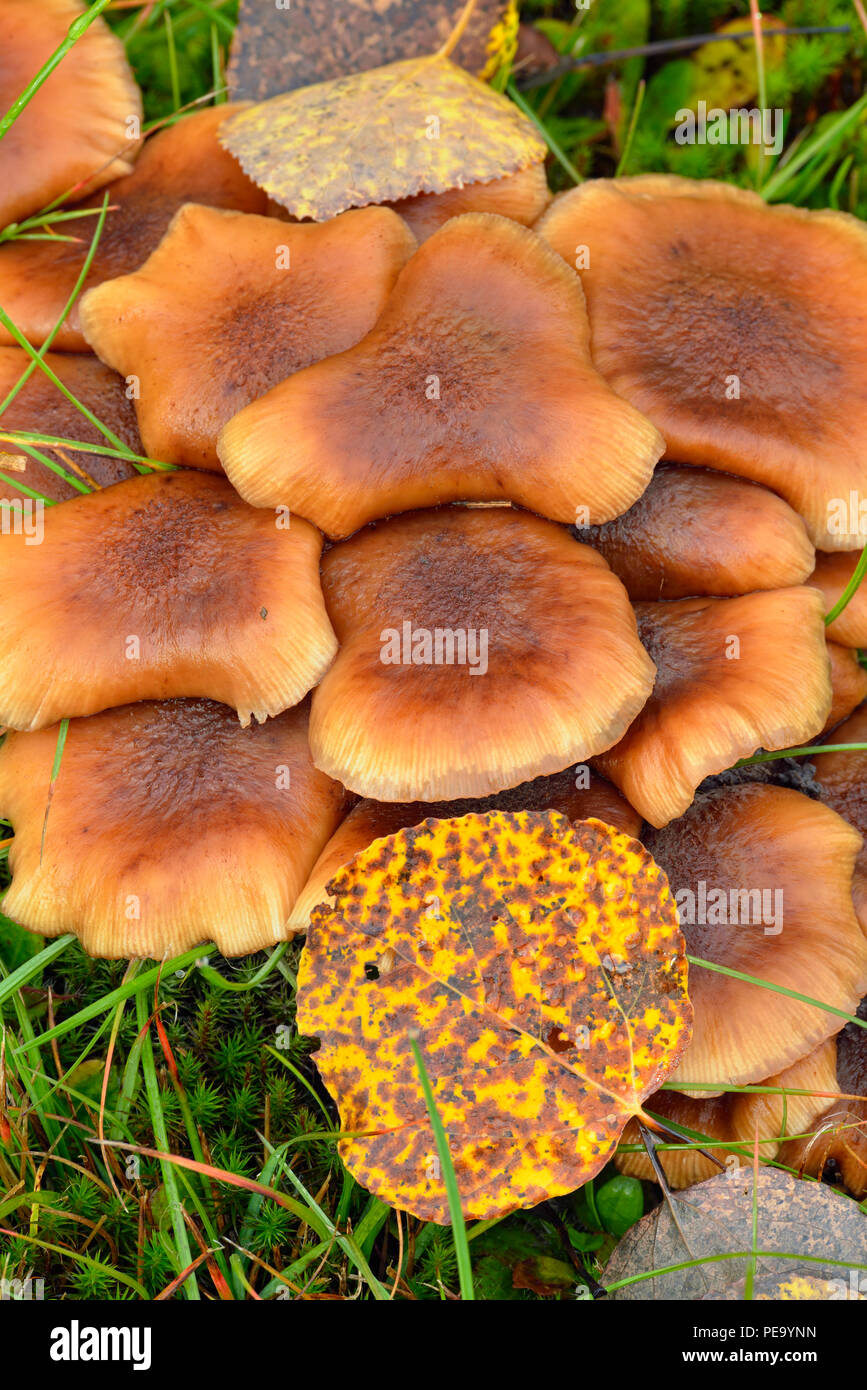 Honey mushroom (Armillaria spp) fruiting bodies, with Trembling aspen, Populus tremuloides, fallen leaf, Greater Sudbury, Ontario, Canada Stock Photo